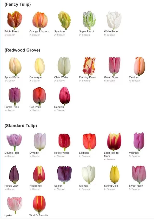 Каталог тюльпанов с фото и описанием Pin on Floral Growing tulips, Types of flowers, Beautiful flowers