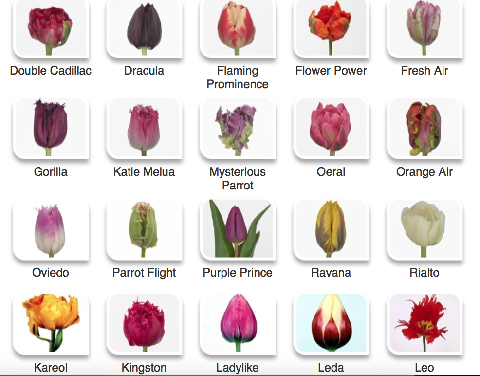 Каталог тюльпанов с фото и описанием № 9-более 200 сортов тюльпанов Tulip colors, Flower identification, Beautiful bo