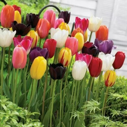 Каталог тюльпанов с фото и описанием 20 Colored Tulip Seeds Tulip Tulipa Garden Flower eBay