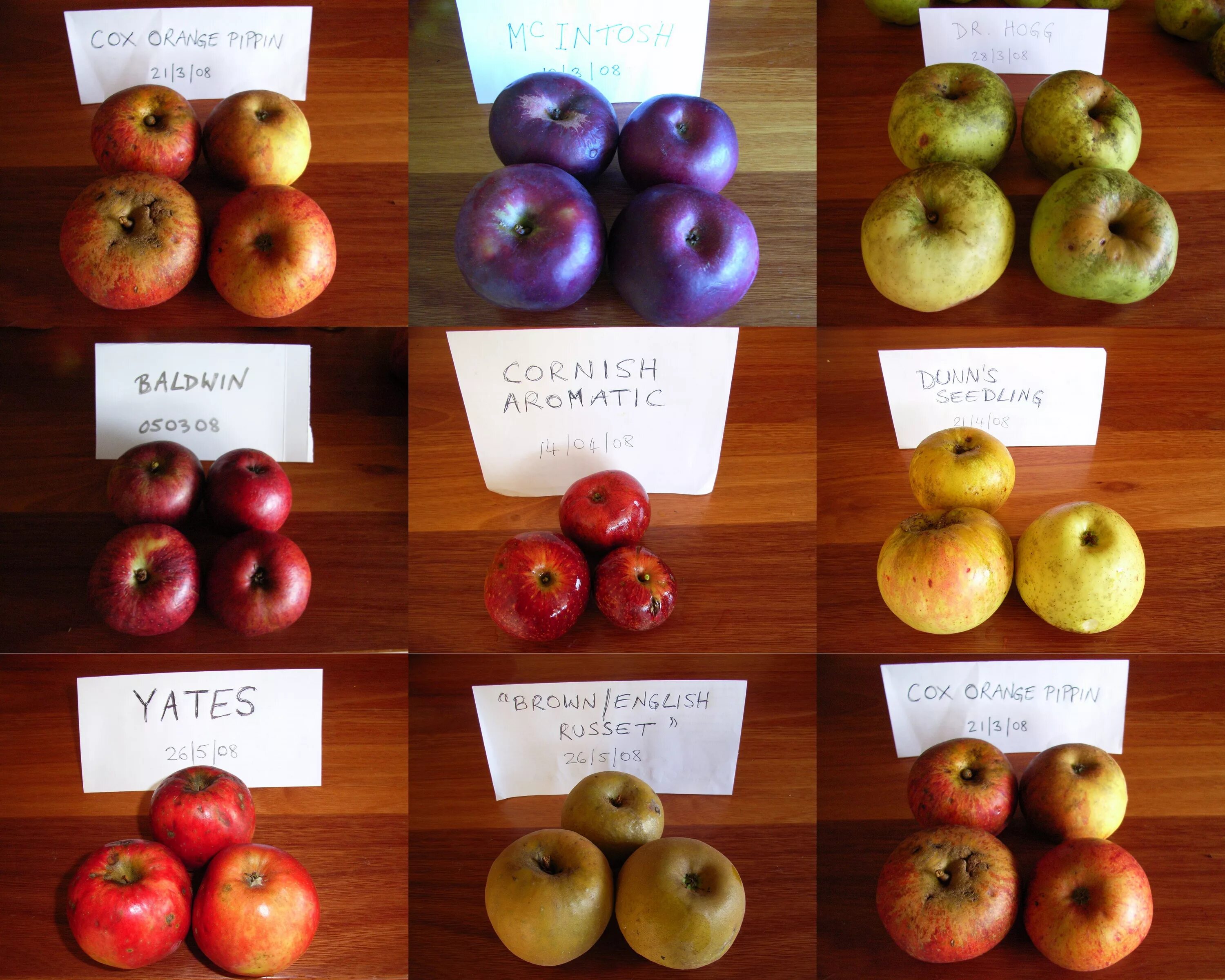 Каталог яблок с фото 120 Heritage Apple Varieties at 'Gundungurra', Bundanoon Apple varieties, Apple,