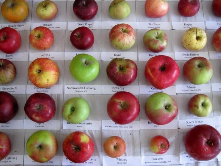 Каталог яблок с фото The Surprising Benefits of Apples for Your Health