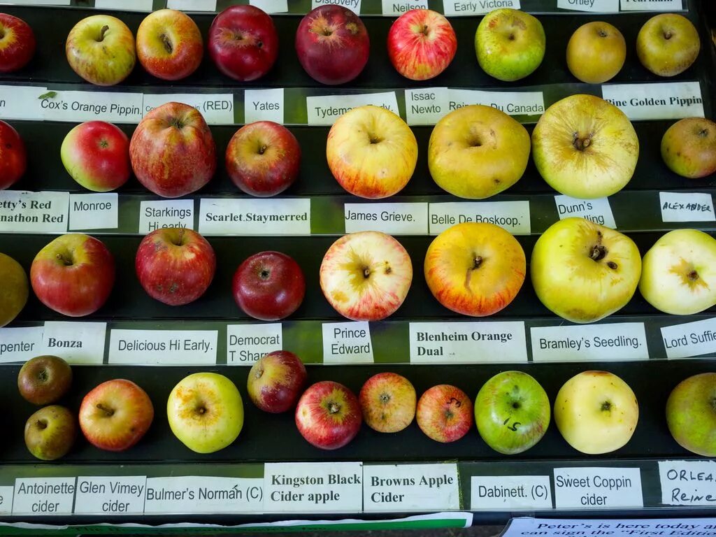 Каталог яблок с фото Different Apple Varieties Bramley, Apple