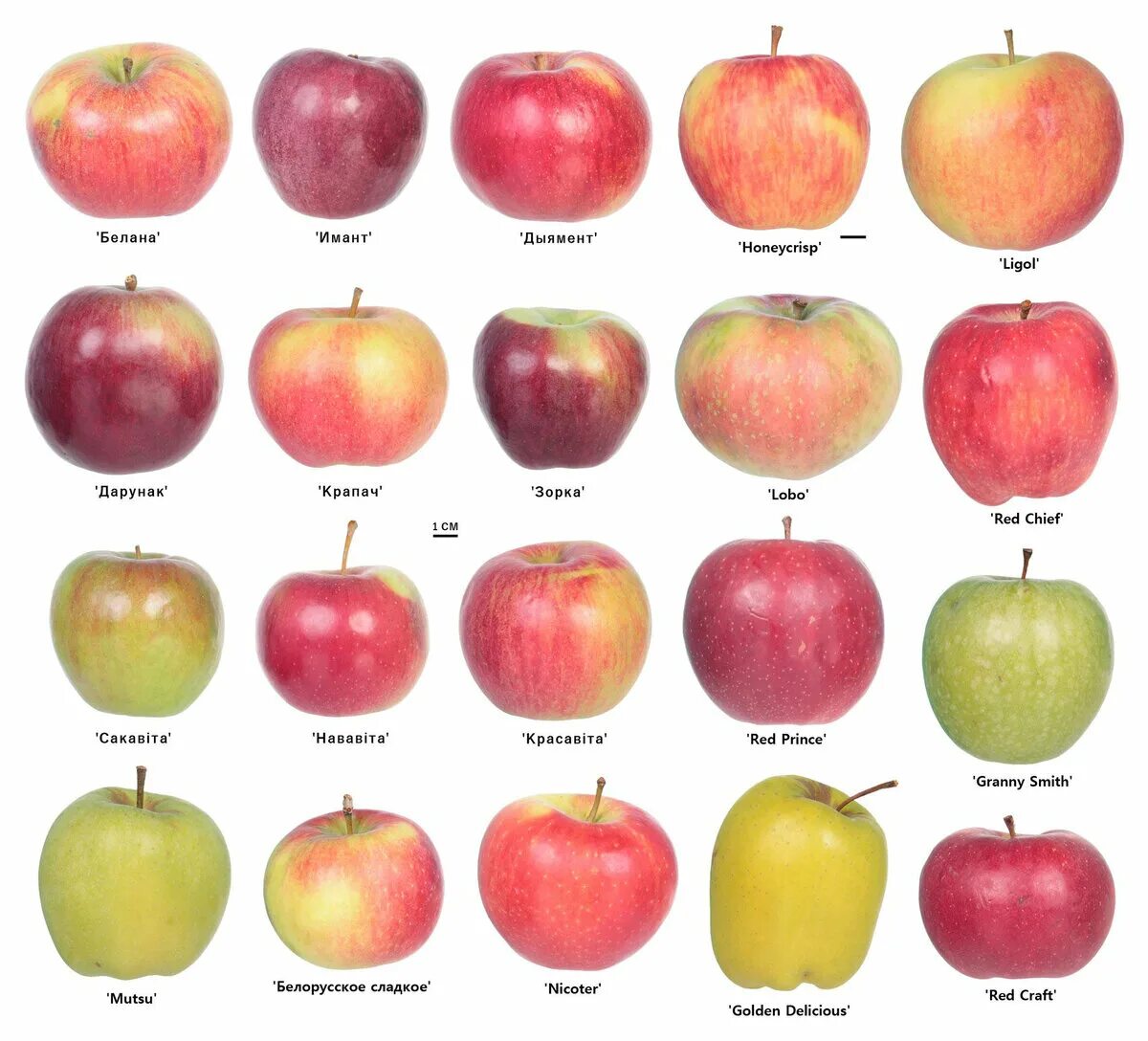 Каталог яблок с фото Чего не хватает белорусским яблокам? probotsad Дзен