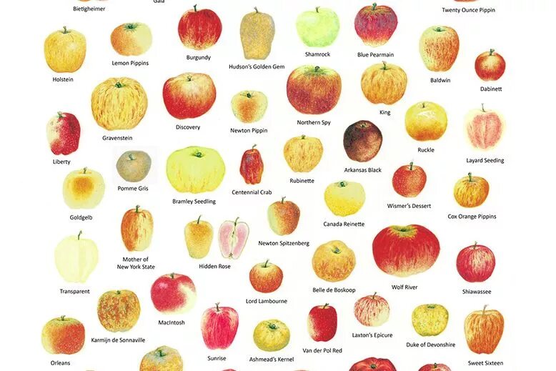 Каталог яблок с фото There are just too many fantastic apples available from BC to pick just one to t