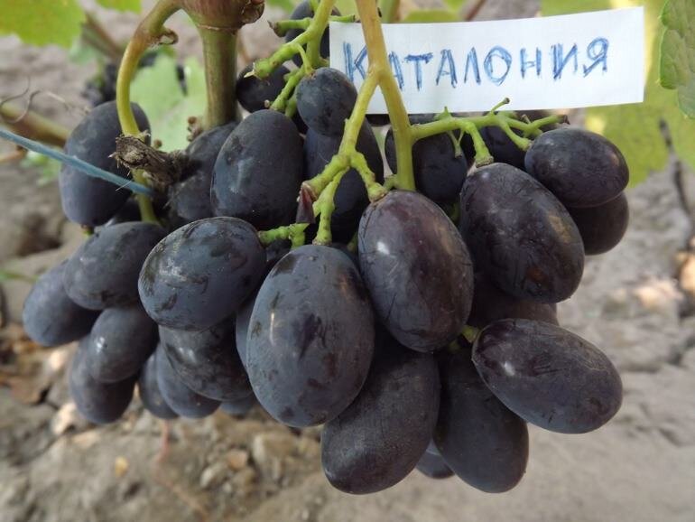 Каталония виноград фото Посадка саженца винограда весной.Ошибки при посадке. Лоза виноградная Дзен