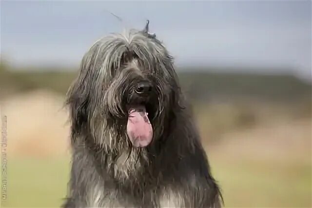 Каталонская овчарка фото catalan sheepdog photo FCI Group 1 / Catalonian Sheepdog - Royal Canin Briard do