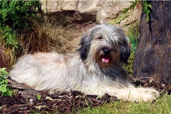 Каталонская овчарка фото Starwell Kennels Catalan Sheepdog Mei the Catalan Sheepdog Page Sheepdog, Pet do