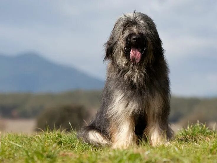 Каталонская овчарка фото Pacer esclavo Educación perro pastor catalan cachorro base visual Deambular