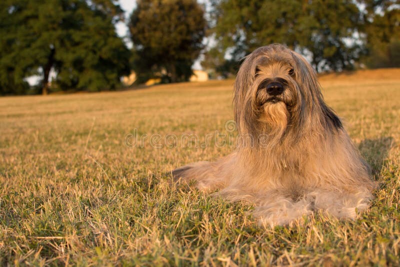 Каталонская овчарка фото CATALAN SHEEP DOG LYING DOWN on GRASS on SUMMER Stock Photo - Image of sheepdog,