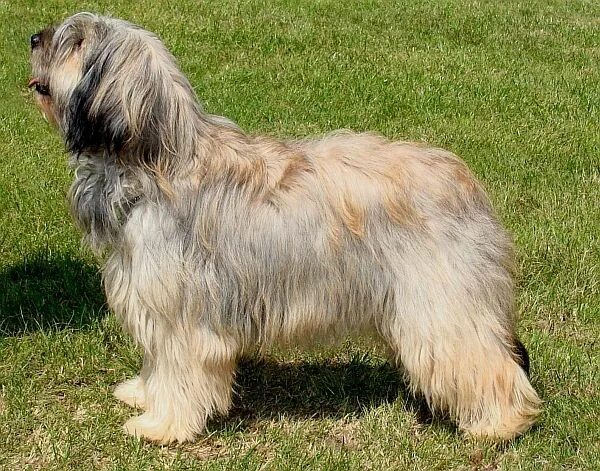 Каталонская овчарка фото Mei - catalan sheepdog from Starwell Kennels Sheepdog, Dog breeds, Best dog bree