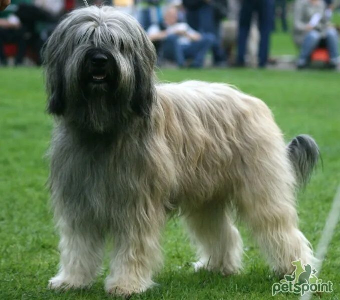 Каталонская овчарка фото Каталонская овчарка (Гос д'Атура) / Catalan Sheepdog (Perro de Pastor Catalon, G