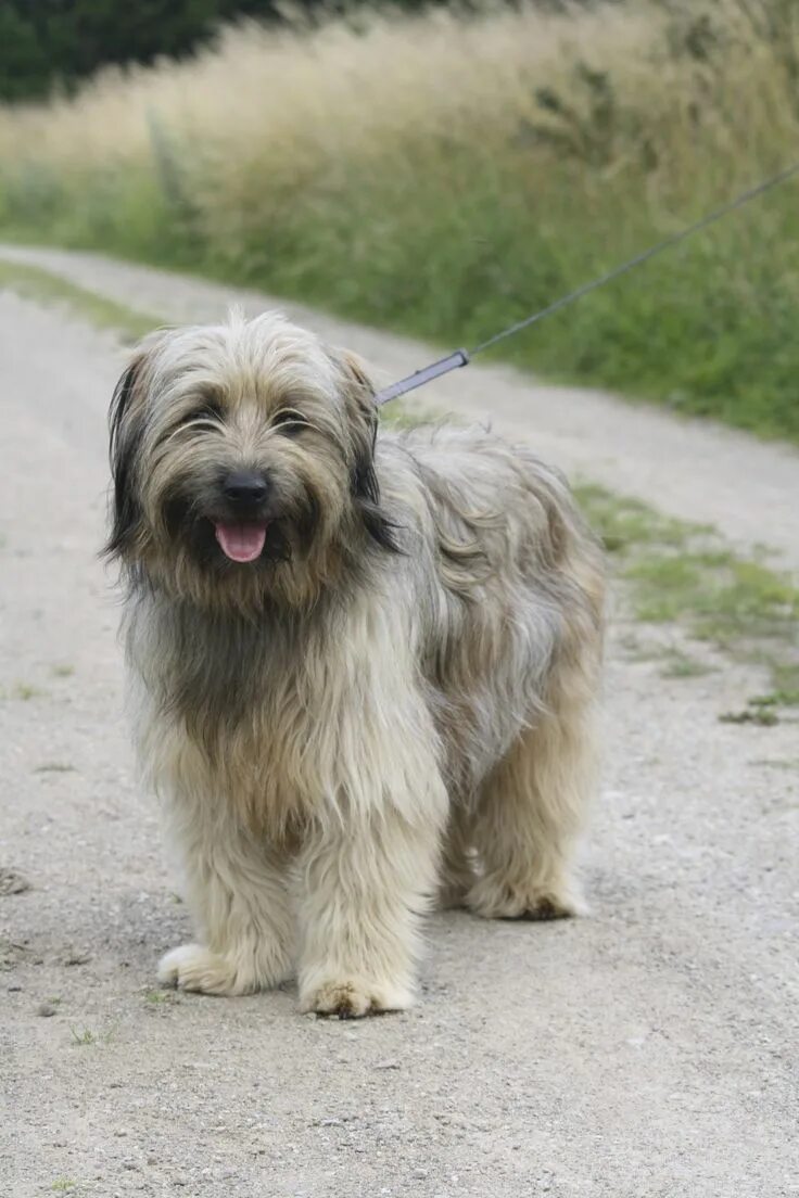 Каталонская овчарка фото Herbolario Natural Mente Labrit chien, Terrier tibétain, Berger des pyrenees