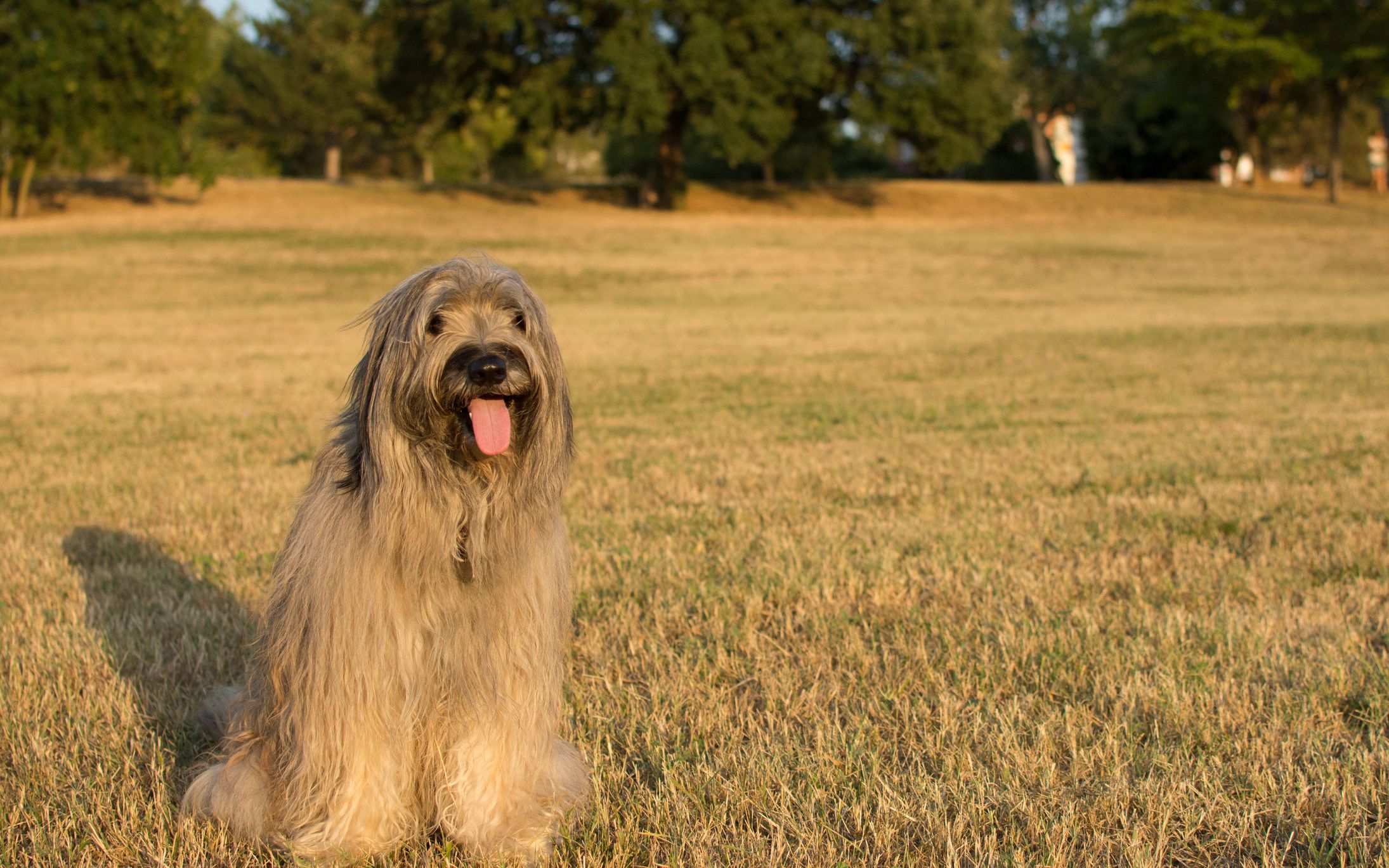 Каталонская овчарка фото 13 Top Dog Breeds From Spain