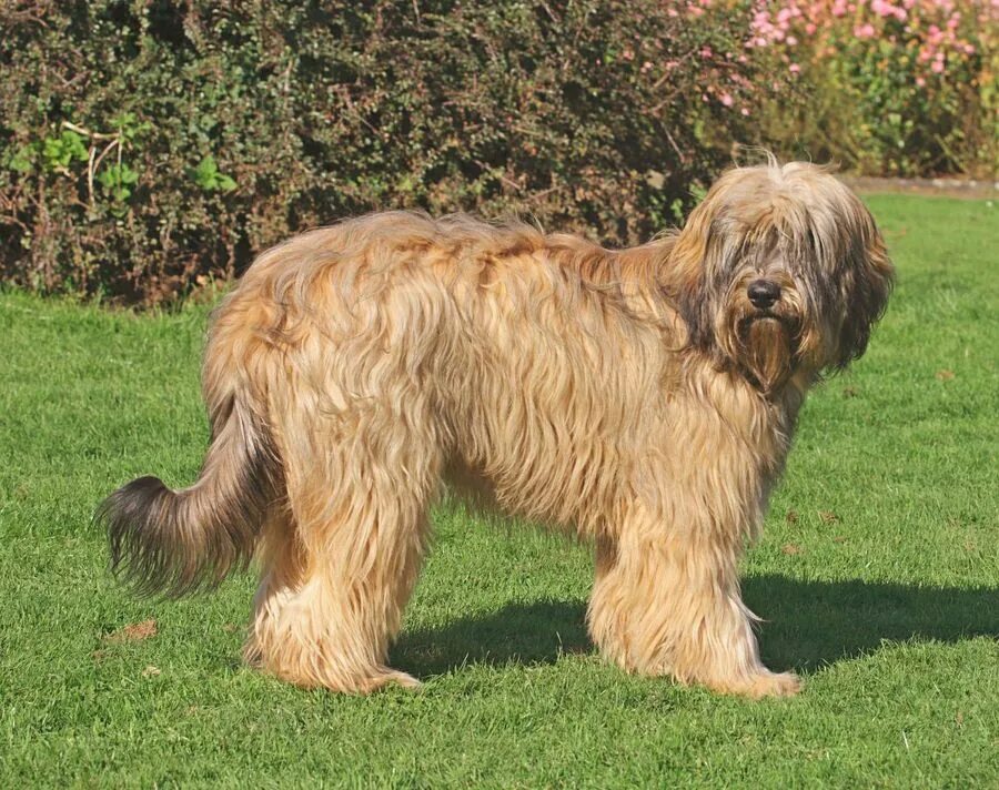 Каталонская овчарка фото Каталонская овчарка (Гос д'Атура) / Catalan Sheepdog (Perro de Pastor Catalon, G