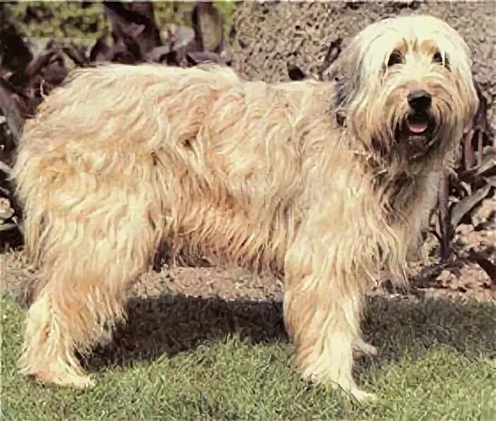 Каталонская овчарка фото Catalan Sheepdog Sheepdog, Briard dog, Dog pictures