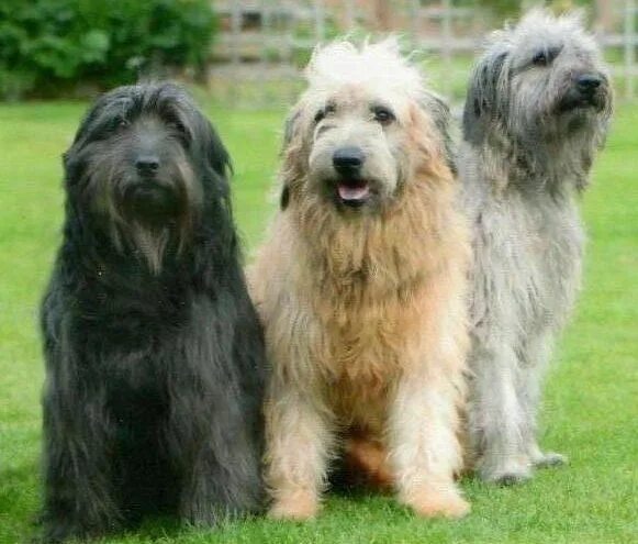 Каталонская овчарка фото цена Home - Northern Catalan Sheepdog Society Pet breeds, Dog sketch, Sheepdog