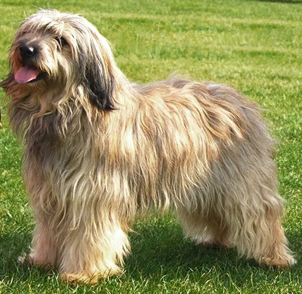 Каталонская овчарка фото цена Starwell Kennels Catalan Sheepdog Mei the Catalan Sheepdog Page Hairy dog, Uniqu