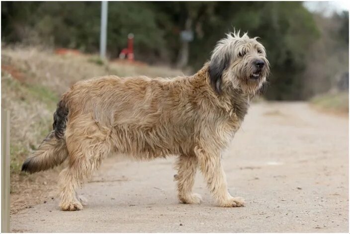 Каталонская овчарка фото цена Catalan Sheepdog - Breeders, Puppies, Facts, Pictures, Temperament Animals Breed