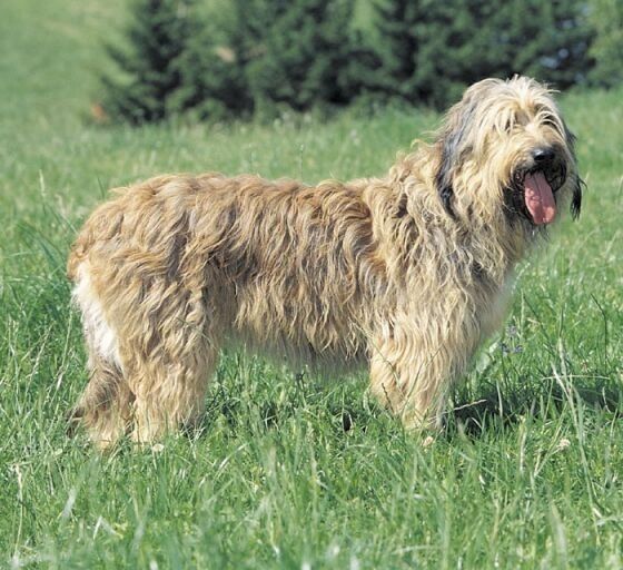 Каталонская овчарка фото цена Pin on catalan hunde ❤ Dog breeds, Sheepdog, Sheepdog breeds