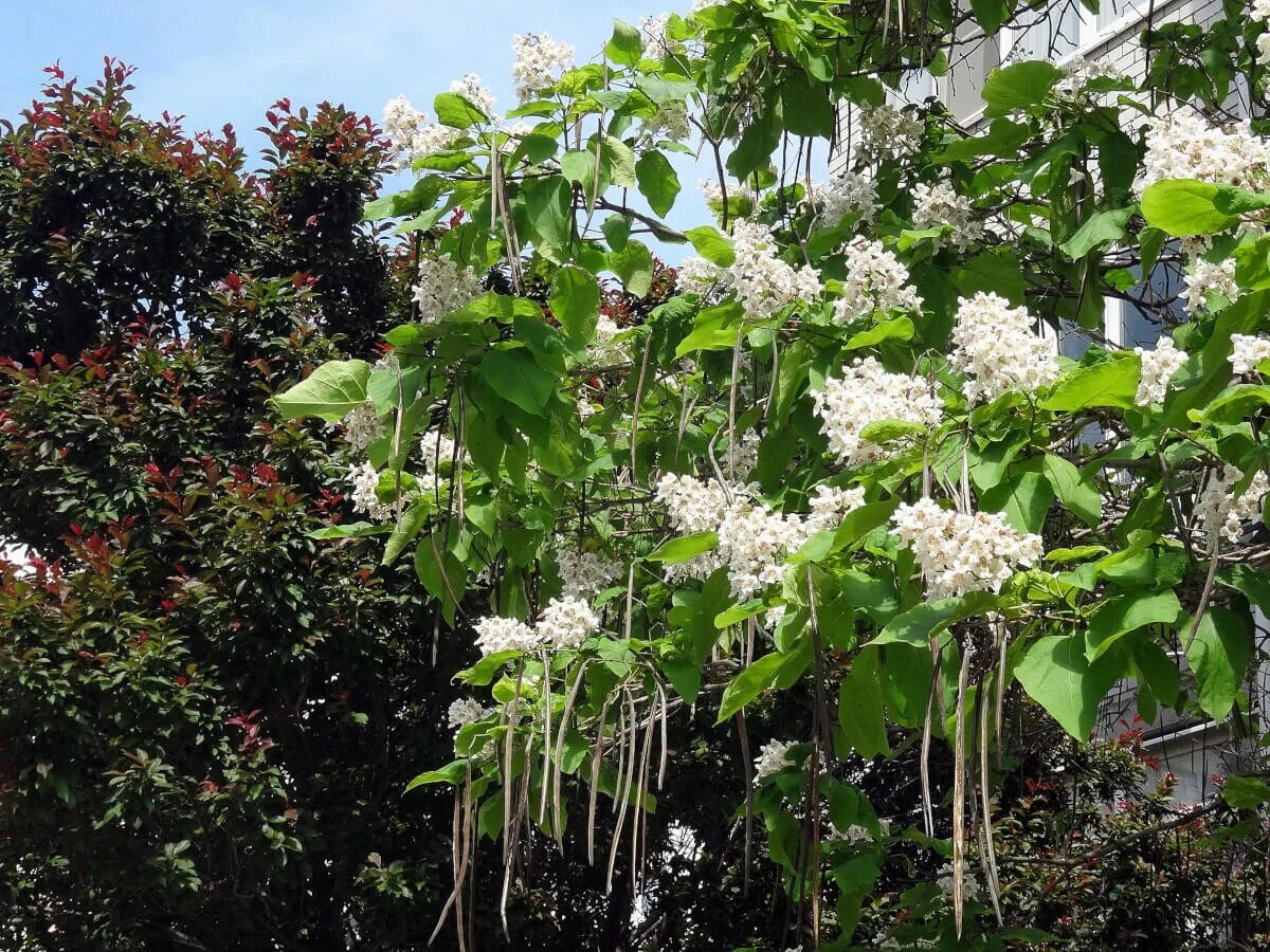 Катальпа декоративная фото и описание Катальпа бигнониевидная (Catalpa bignonioides) - купите саженцы в контейнере в К