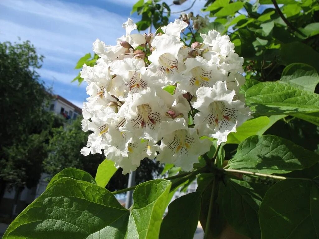 Катальпа декоративная фото и описание Катальпа бигнониевидная (Catalpa bignonioides) саженцы купить в Москве из питомн