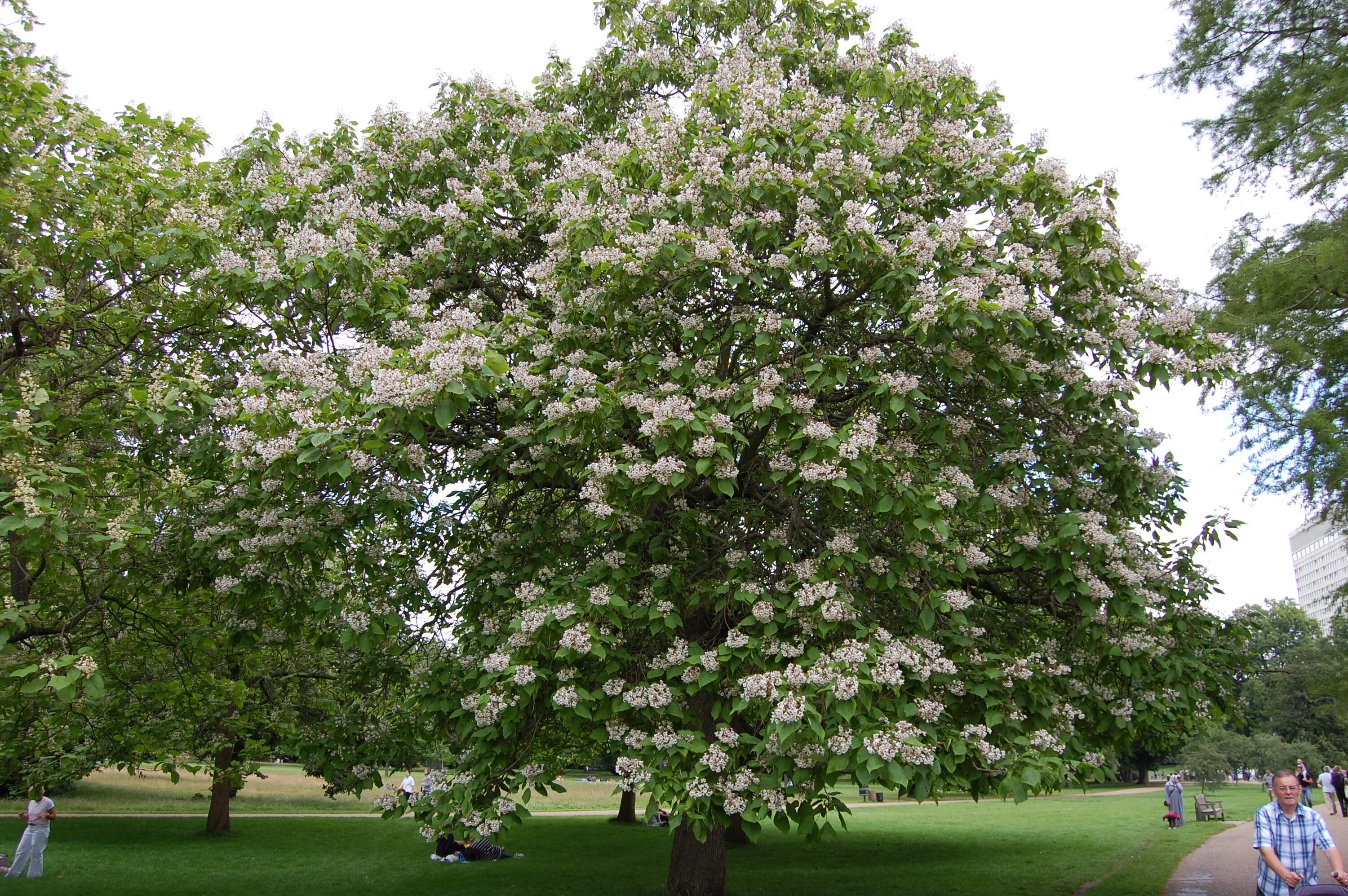 Катальпа дерево фото Indian Bean Tree landscape architect's pages