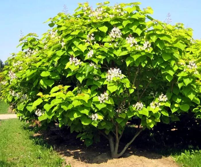 Катальпа дерево фото Купить саженцы Катальпа бигнониевидная Ауреа (Catalpa bignonioides Aurea) в пито