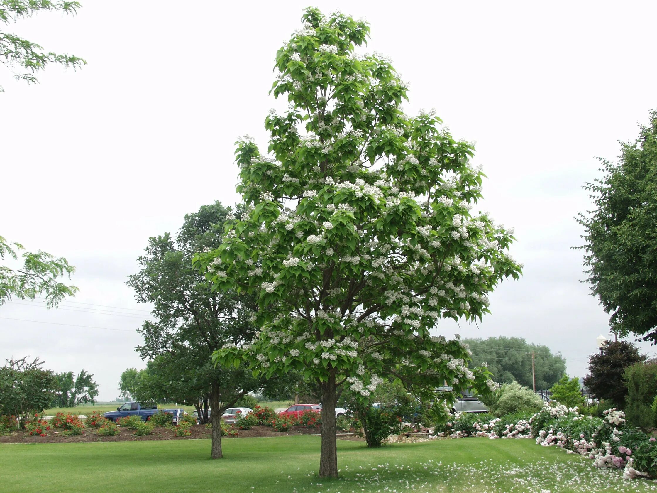 Катальпа дерево фото Northern Catalpa - SBVPA