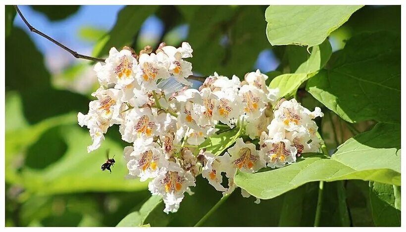 Катальпа дерево фото Катальпа Прекрасная - Орхидейное дерево ( лат. Catalpa Speciosa) - Семена 25шт -