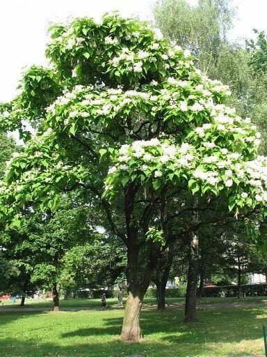 Катальпа дерево фото Catalpa Tree (Catalpa speciosa) Trees to plant, Garden planning, Shade trees