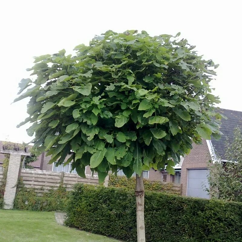 Катальпа дерево фото Catalpa bignonioides Nana - SC PANDORA BLUMEN SRL