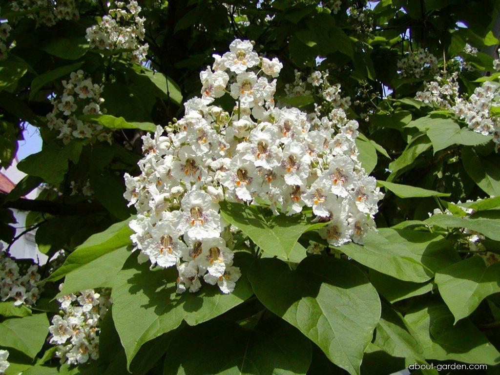 Катальпа дерево фото описание посадка Photo Indian-bean-tree - flowers 4 About-garden.com