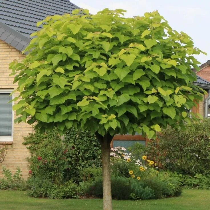 Катальпа дерево фото описание посадка Catalpa Bignonioides Nana - Indian Bean Tree Small trees for garden, Small city 