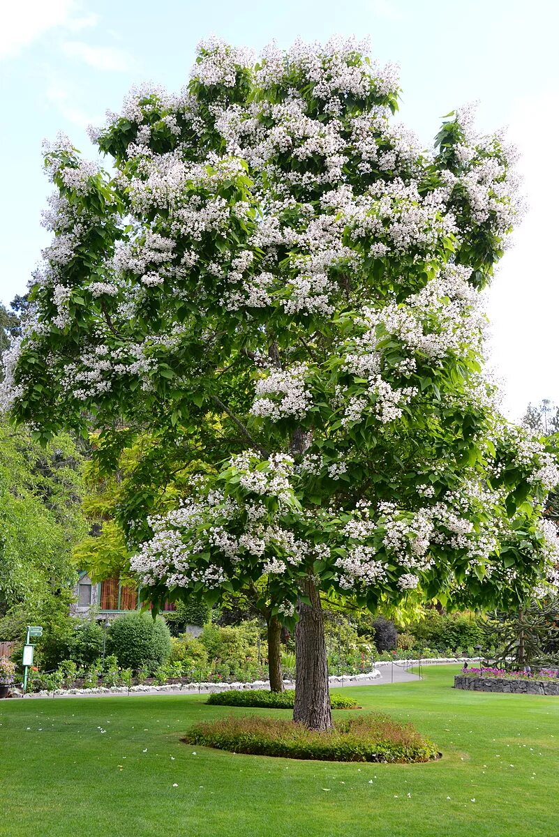 Катальпа дерево фото описание посадка What's in Bloom Now? Garden Updates July 15 - 29 - The Butchart Gardens