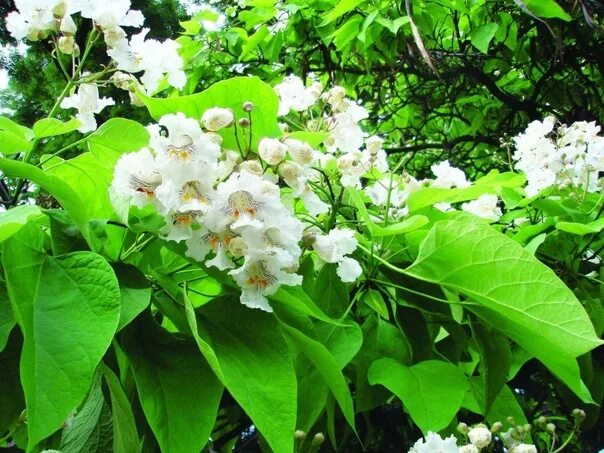 Катальпа дерево фото описание посадка и уход The catalpa. Catalpa tree in nature can reach a height of 36 m, but in the garde