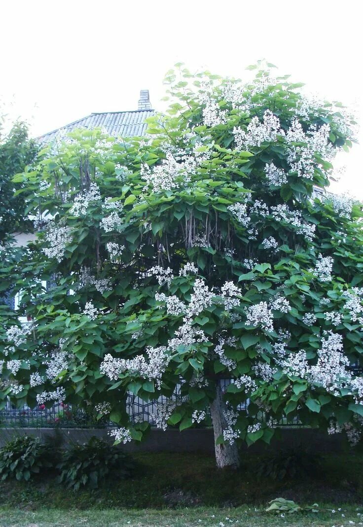 Катальпа дерево фото описание посадка и уход Pin by Marishka Minich on Plants in the garden Plants, Garden