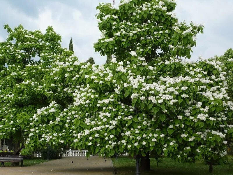 Катальпа дерево фото описание посадка и уход Саженец бигнониевидной катальпы Catalpa bignonioides С5 40-60 - цена в Великом Н