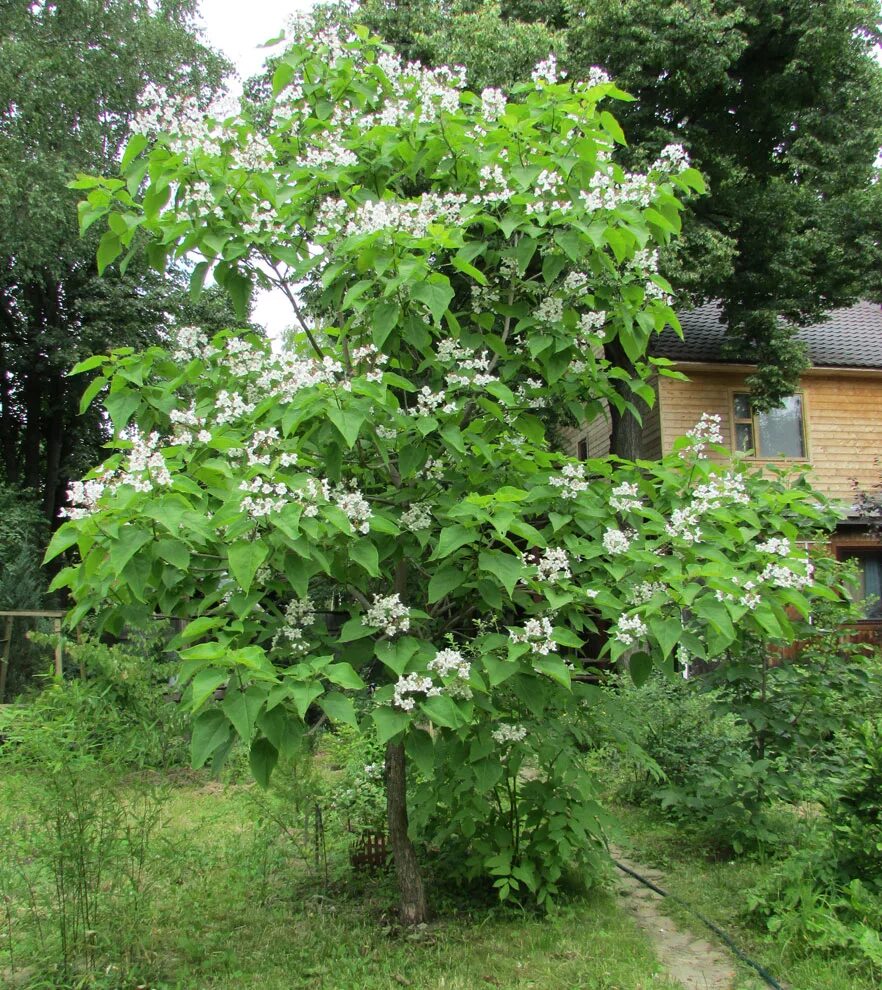 Катальпа дерево фото описание посадка и уход Catalpa speciosa - Image of an specimen - Plantarium