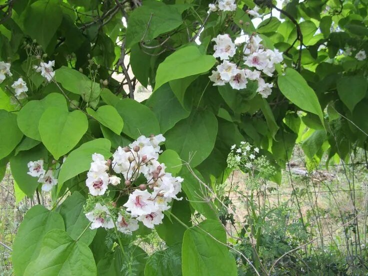 Катальпа дерево фото описание посадка и уход Catalpa Tree Planting: How To Grow A Catalpa Tree