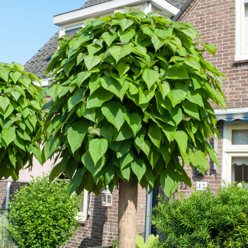 Катальпа дерево посадка и уход фото catalpa - Recherche Google Haus bäume, Baum vorgarten, Vorgarten