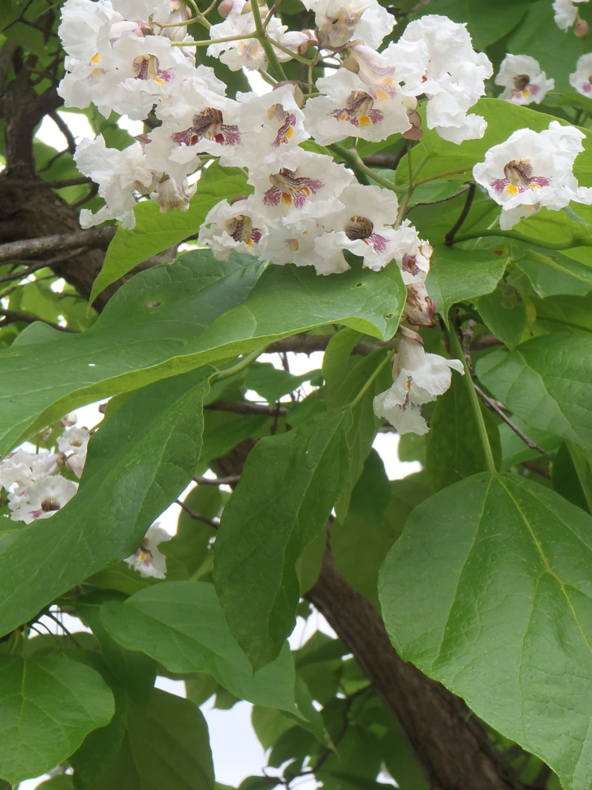 Катальпа дерево посадка и уход фото Catalpa Wallpapers (26 images) - WallpaperCat