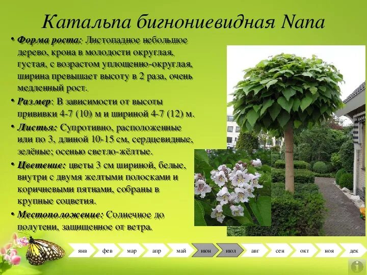 Катальпа дерево посадка и уход фото Презентация по ландшафтному дизайну "Генеральный план благоустройства и озеленен