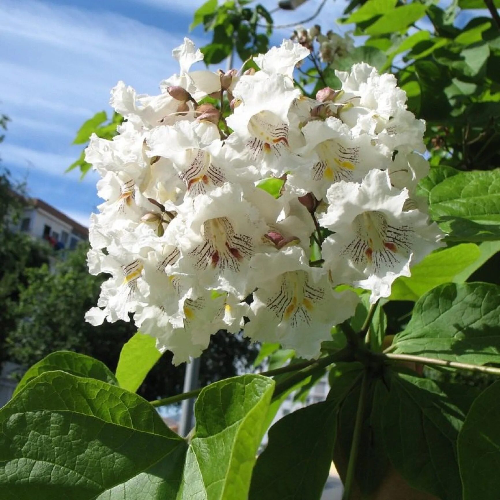 Катальпа дерево уход фото описание Саженцы Катальпа бигнониевидная (Catalpa bignonioides) купить в Чулково Сад. Зак