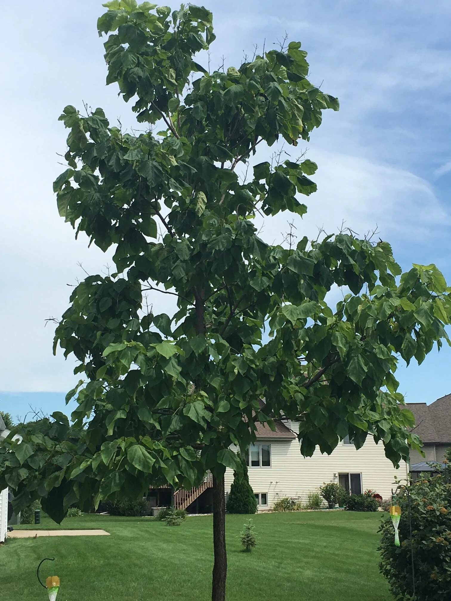 Катальпа домашняя в горшке фото trees - Catalpa leaves drooping. Is it from too much rain or something more? - G