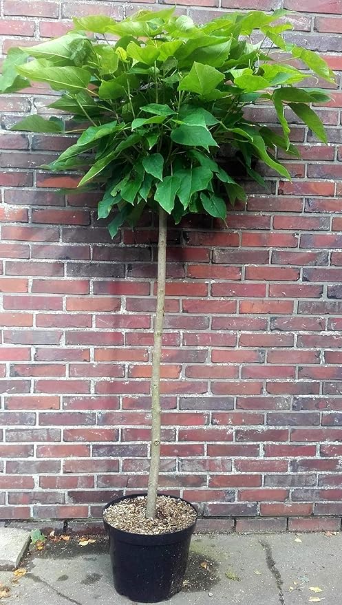 Катальпа домашняя в горшке фото Nana Catalpa big Höhe: 180-190 cm Trompetenbaum Dünger Kugelbaum Bomen