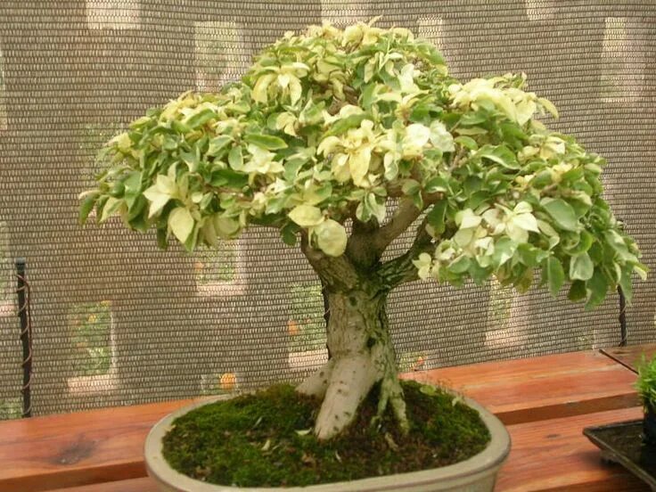 Катальпа домашняя в горшке фото Japanese Bonsai Tree - Miniature Beauty for Your Garden