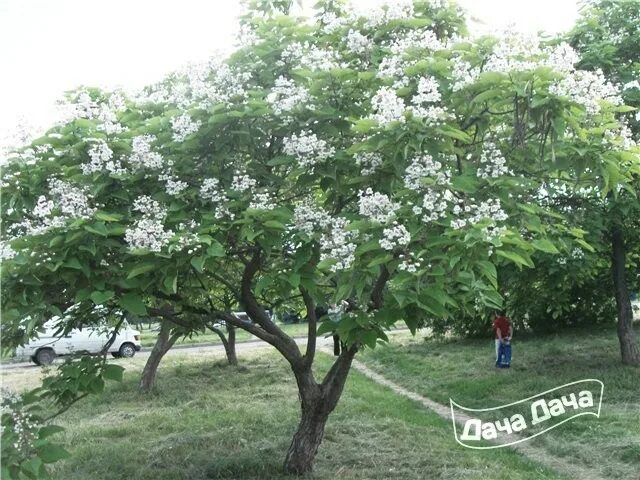 Катальпа домашняя в горшке фото Катальпа прекрасная - описание сорта, фото, саженцы, посадка, особенности ухода.