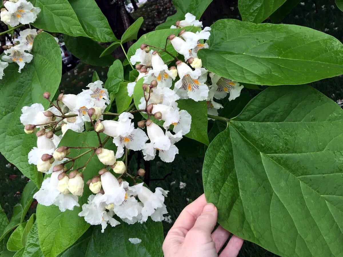 Катальпа домашняя в горшке фото Катальпа бигнониевидная (Catalpa bignonioides) - купите саженцы в контейнере в К