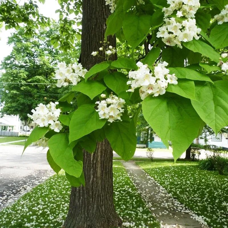 Катальпа фото дерева и листьев Катальпа Лесландия Катальпа Прекрасная Талисман, 20 шт - купить по выгодным цена