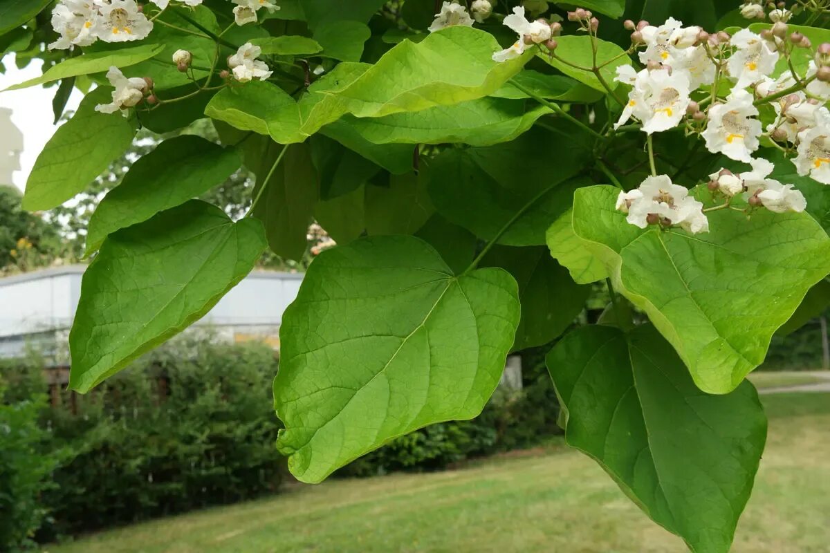 Катальпа фото дерева и листьев Катальпа бигнониевидная или обыкновенная - (Catalpa bignonioides) СЕМЕНА 30 шт +